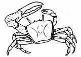 Crab Coloring Pages Kids Sea Template Printable Hermit Drawing Outline Cartoon Templates Creature Cliparts Colouring Krabbe Creatures Animal Print Simple sketch template