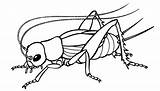 Cricket Grilo Colorir Jangkrik Desenhos Grillo Insects Quia Seekor Kisah Azhar Sekarwangi Clipartmag Animales sketch template