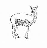 Alpaca Coloring Pages Designlooter Llama Adults Template sketch template
