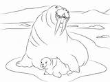 Walrus Morsy Morses Kolorowanka Dwa Mors Morsa Arktyki Elephant Imprimir Druku Malowanka Coloriages Mammals Duże sketch template