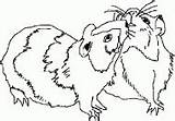 Guinea Pigs Coloring Two Hamster sketch template
