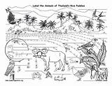 Coloring Field Paddy Animals Rice Thailand Activities Habitat Biomes Habitats Drawings Exploringnature sketch template