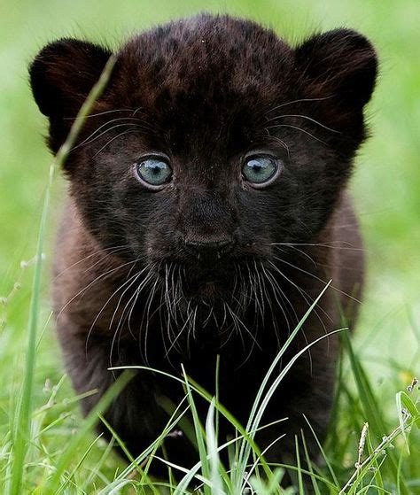 ideeen  black panther   zwarte panter katachtigen panter