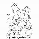 Poule Poussins Coloriage Ferme sketch template