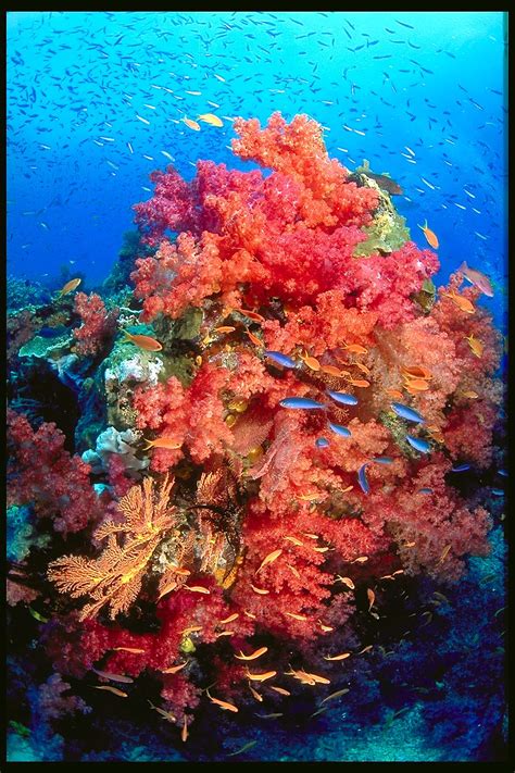 biology   news threatened coral reefs
