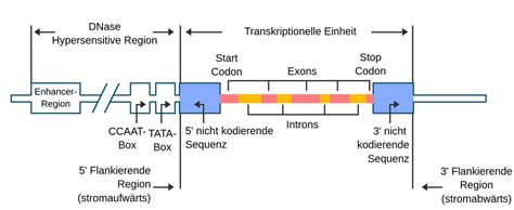 transkription labster theory