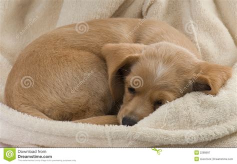 sleeping puppy stock image image  cute calm blonde