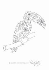 Coloring Adult Animal Pages Book Printable Toucan sketch template