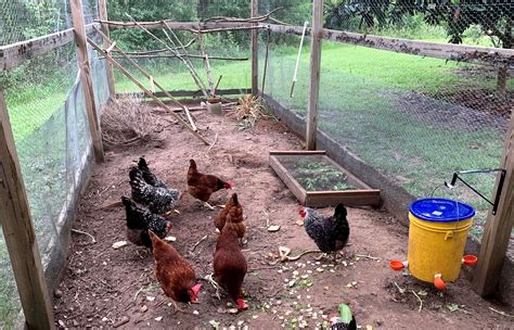 raising backyard chickens tallahasseecom community blogs