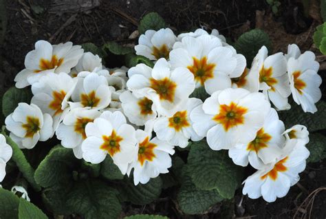 primrose petals  wings