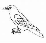 Cuervo Corbeau Corvo Crow Colorir Coloriage Cuervos Colorier Wrona Kolorowanka Dibujado Dzika Druku Stampare Uccelli Aves Wrony sketch template