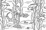 Kelp Monterey sketch template