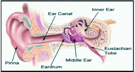 sinus diagram ear