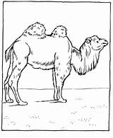 Coloring Kids Pages Camels sketch template