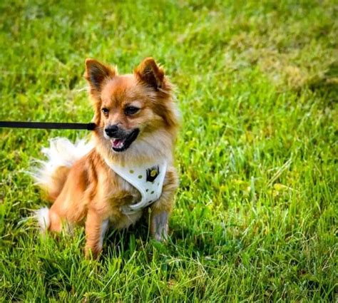 pomeranian chihuahua mix care guide  feisty  furry friend perfect dog breeds