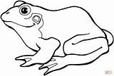 Frog Coloring Pages Printable Drawing Silhouettes sketch template
