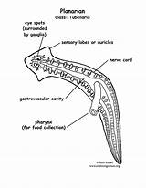 Planarian Labeling Diagram Flatworm Fluke Coloring Drawing Flatworms Answers Planaria Platyhelminthes Liver Phylum Pdf Getdrawings Exploringnature sketch template