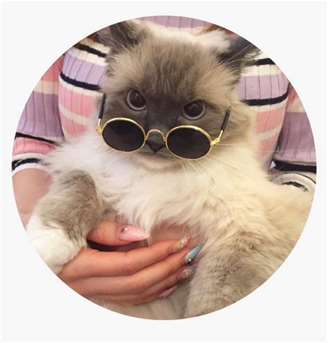 Cat With Glasses Aesthetic Hd Png Download Kindpng