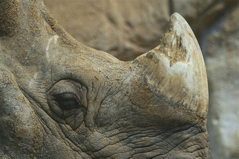 legalizing rhino horn  wont save animals  poaching