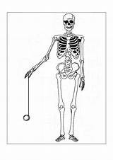 Coloring Skeleton Pages Kids Printable Anatomy Human sketch template