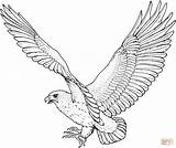 Falke Eagle Ausmalbild Ausdrucken sketch template