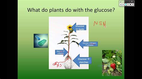 plant biosynthesis youtube