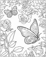 Schmetterling Erwachsene Ausmalbild sketch template