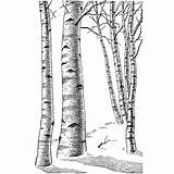Birch Tree Rubber Coloring Beeswaxrubberstamps Trees Stamp sketch template