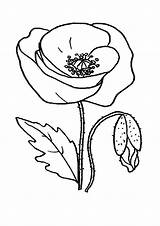 Poppy Coloring Pages Flower Red Flowers Printable Color Drawing Clipart Print Getdrawings Getcolorings Recommended Popular Library Desenho Papoula sketch template