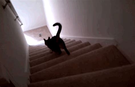 The Cat Is Definitely Going Down The Stairs Here S How You Can Tell