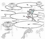 Pond Coloring Pages Animals Habitat Printable Drawing Realistic Fish Scene Sketch Plants Ponds Duck Color Lily Habitats Covered Bridge Getcolorings sketch template