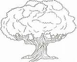 Coloring Tree Cherry Pages Kids Trees Family sketch template