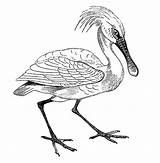 Spoonbill Roseate Clipart Illustrations Spoonbills Clip Illustration Wading Threskiornithidae Legged Ibises Includes Birds Which Also Long Group Family Large Stock sketch template