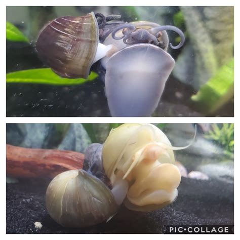 question about mystery snail gender aquaticsnails