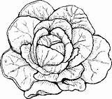 Lettuce Coloring Printable Getcolorings Pages Pag Color Getdrawings sketch template