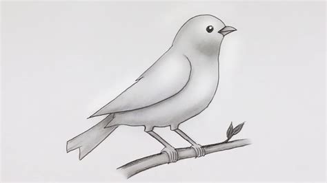 simple bird drawing easy pencil sketch  shading drawing