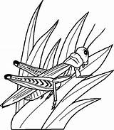 Grasshopper Coloring Colouring Pages Kids Insect Preschoolcrafts sketch template