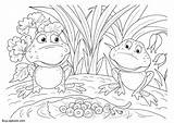 Frog Life Cycle Coloring Frogs Eggs Pages 2480 Pixels sketch template