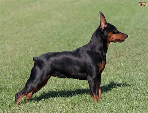 miniature pinscher dog breed information buying advice   facts petshomes