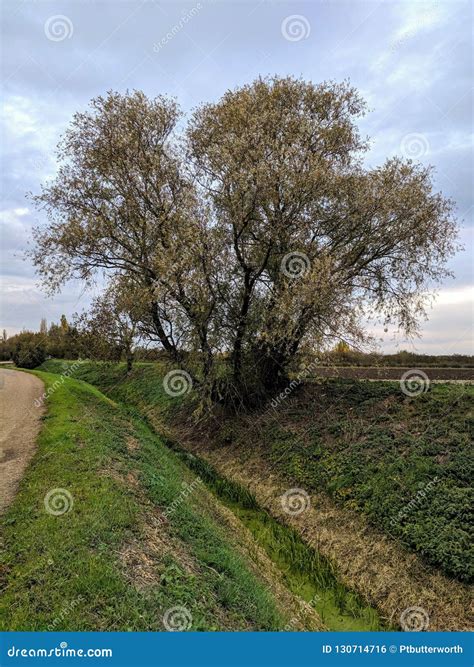 willow tree  green stream  country path stock photo image