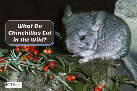 chinchillas eat   wild diet habitat  facts