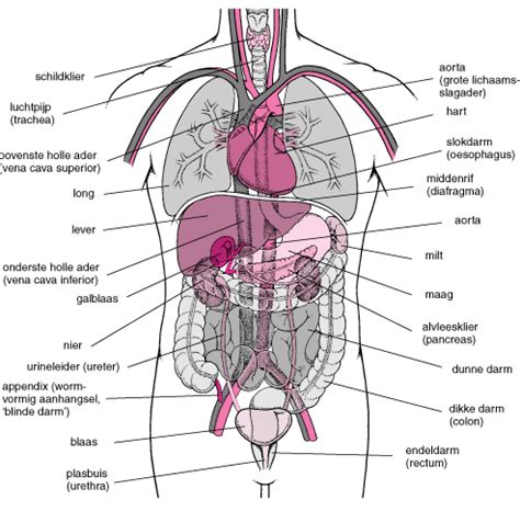 afbeelding organen menselijk lichaam discover  fascinating  workings   body