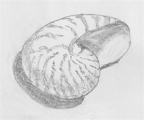 learning  draw shell study