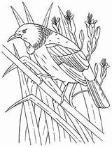 Tui Colouring Maori Birds Kereru Printablecolouringpages Exercises Designlooter sketch template