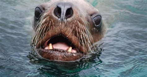 alaska steller sea lion haulouts guide  spotting sea alaskaorg