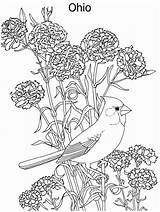 Hoatzin Bird sketch template