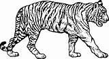 Tiger Coloring Printable Pages Tooth Pdf Saber Sabertooth Preschool Colouring Drawing Paw Getcolorings Amazing Color Print Clipartmag Getdrawings Delivered Colorings sketch template