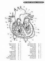 Anatomy Physiology Coloring Pages Book Pdf Workbook Colouring Printable Kapit Heart College Drawing Human Utilities Programs Apps Skull Choose Board sketch template