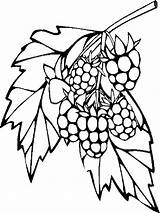 Coloring Pages Raspberries Berries Raspberry Print Recommended Getcolorings sketch template