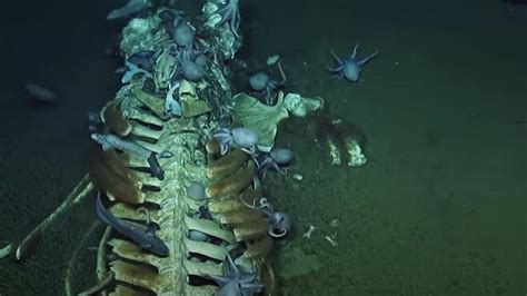 tiefseeforscher entdecken kreaturen  meeresboden die sich  wal